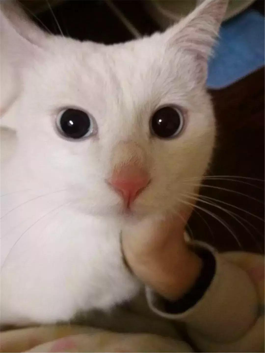 主人给猫绝育手术须知,绝育以后主人如何对它好