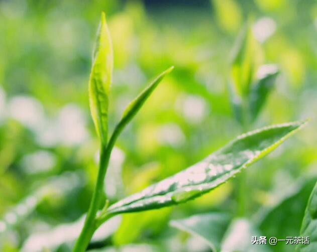 非遗花茶,非遗茉莉花茶技艺
