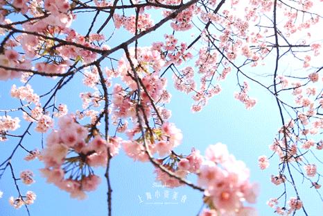 顾村公园一年一度赏樱,顾村公园赏樱点