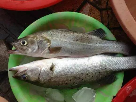 海鲜大全,最全海鲜冷知识