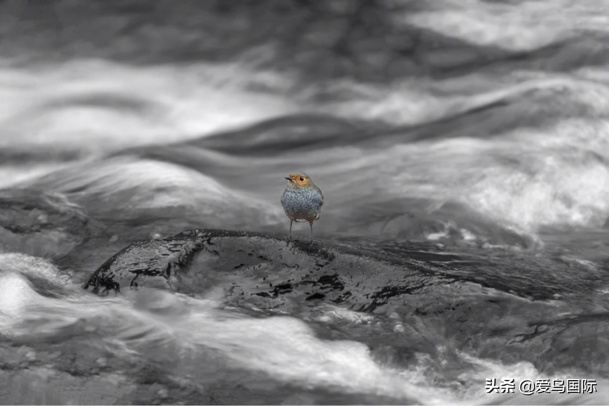 2020观鸟大年,观鸟大年完整版