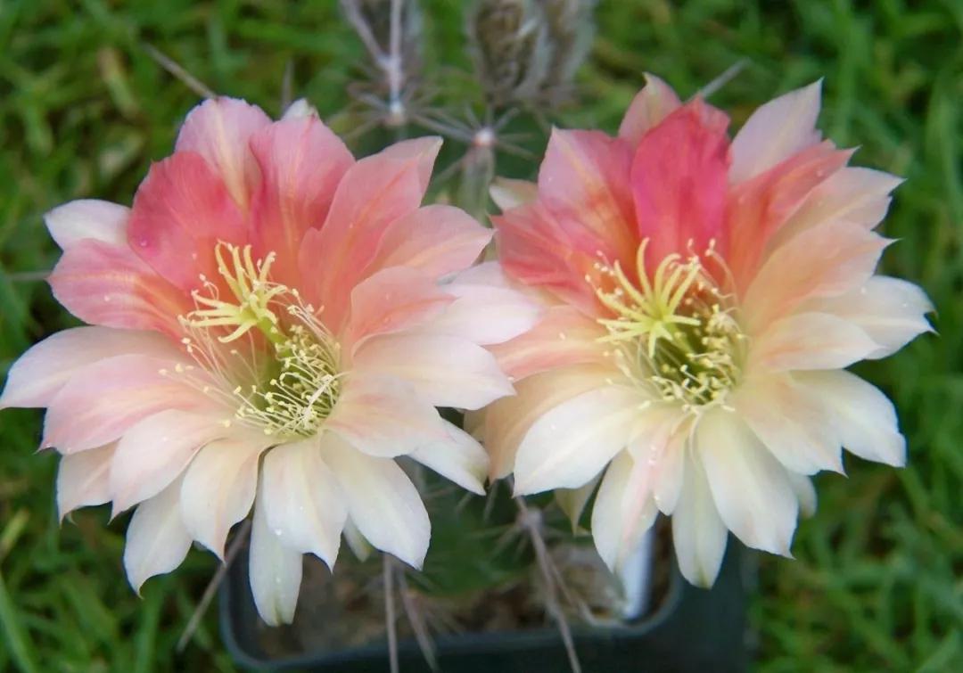 100种仙人球花图片,100种仙人球的品种视频