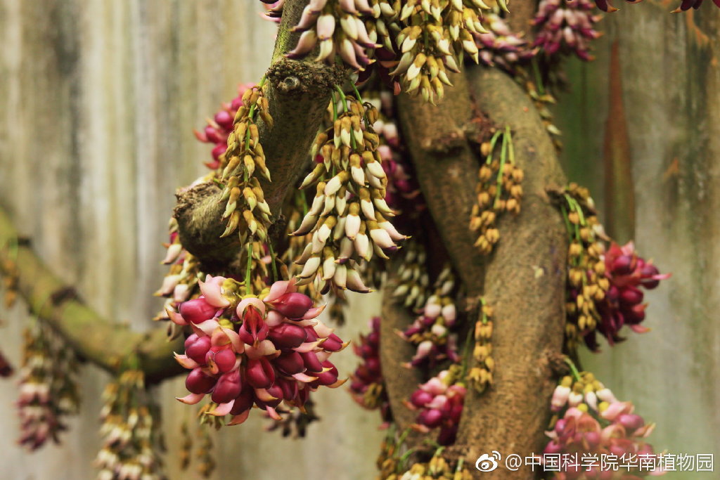 广州3.8女神节门票免费,广州半价
