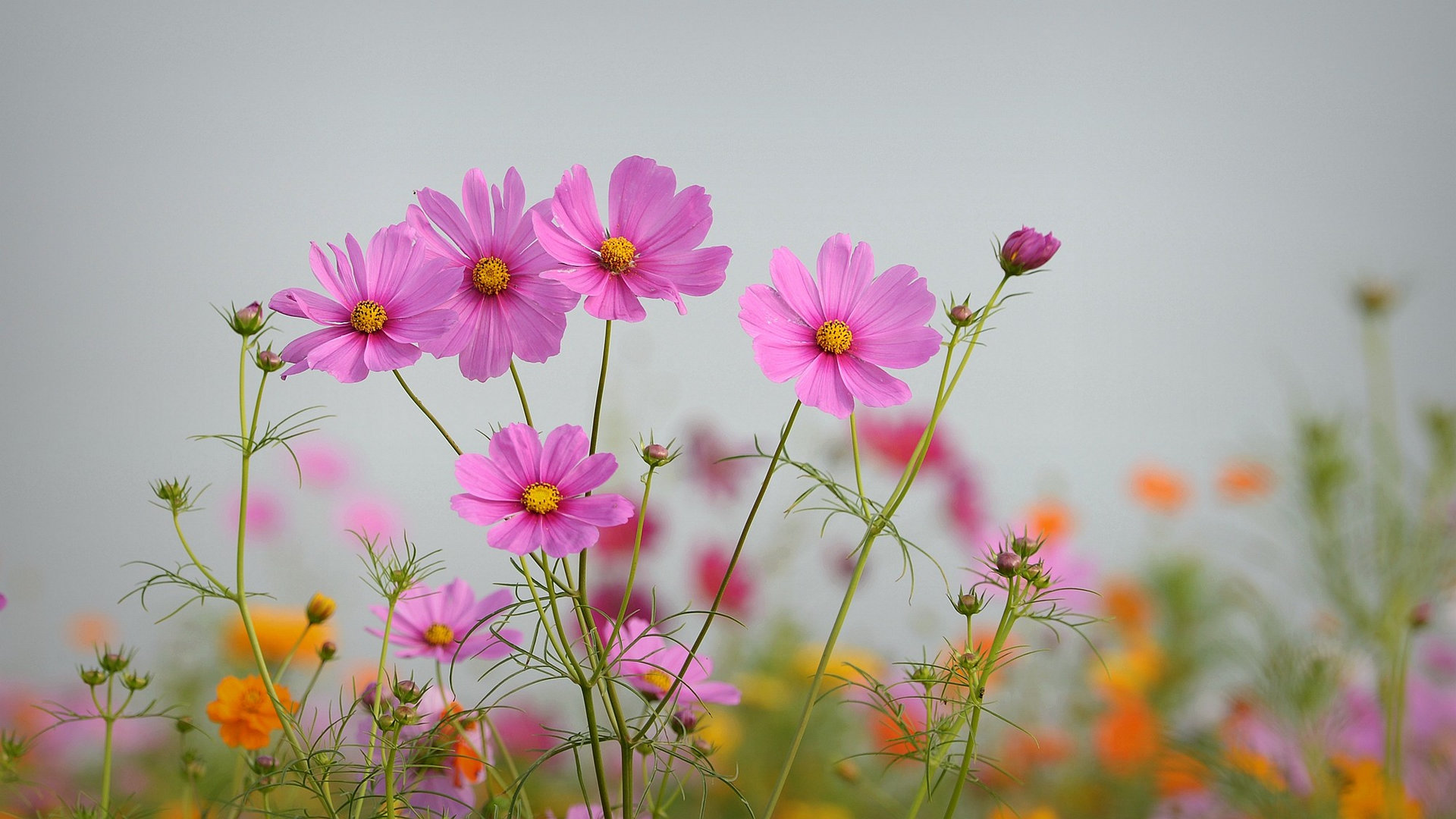 植物世界丨40款人见人爱的爆火花卉居然都是入侵植物，丢弃要犯罪