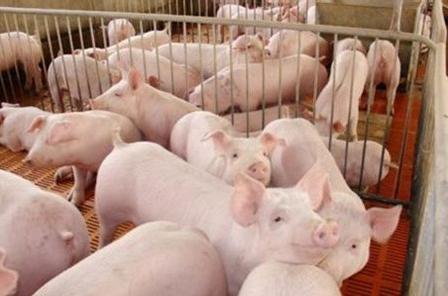 猪喝污水是什么病,猪容易得病是喂养问题么