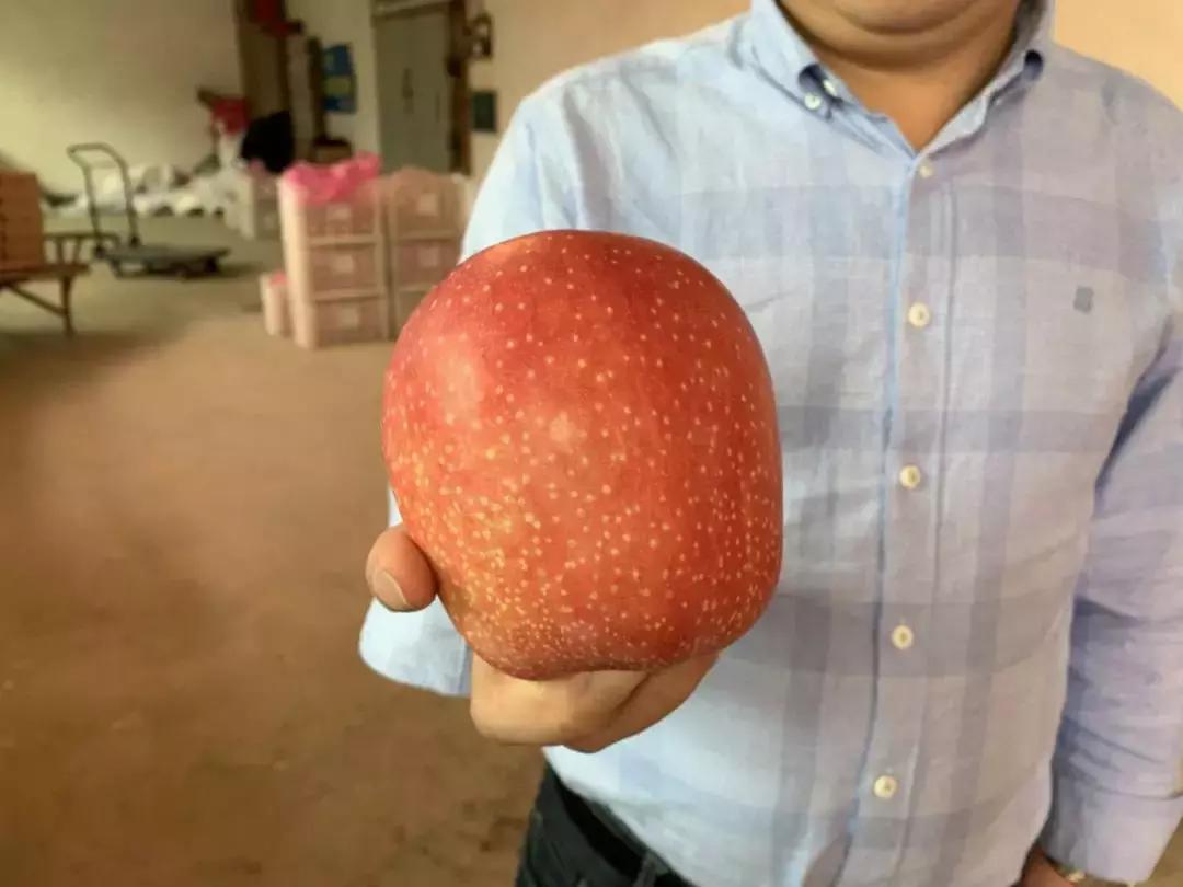 30元一颗的“灵宝金苹果”，如何在跌宕起伏的水果行业稳固生存？