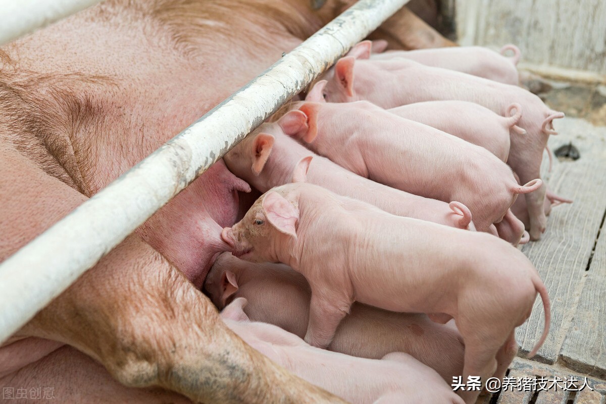 母猪子宫发炎怎么办？母猪子宫发炎能配种吗？