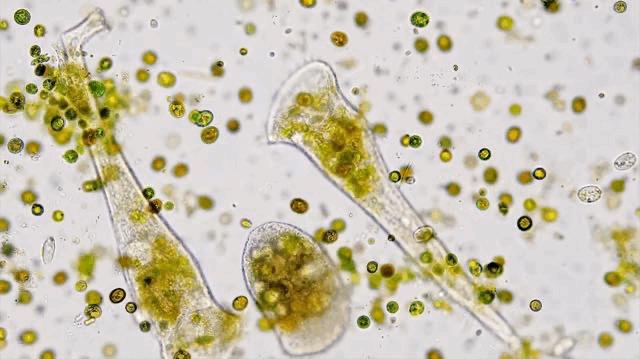 地球太小了，太阳是地球的130万倍，地球可能只是宇宙的一个细胞