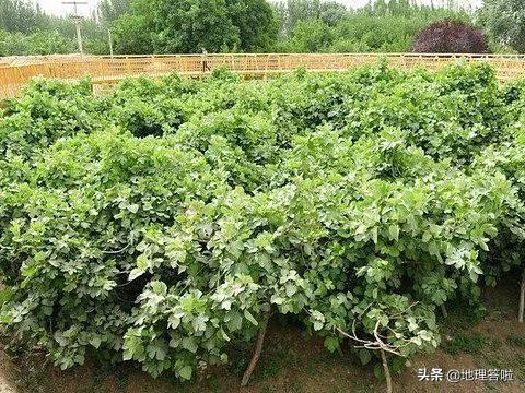 南疆印象三岔口,南疆印象系列简介