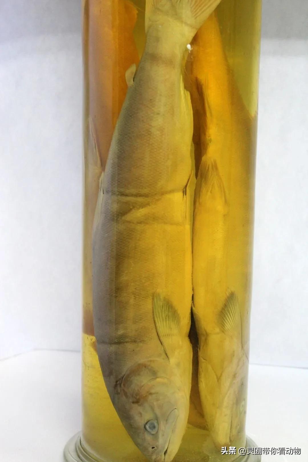 金日成爱吃的它,居然已经在国内绝迹?