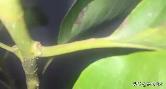 黄桷兰的养殖方法技巧,养黄桷兰的正确方法