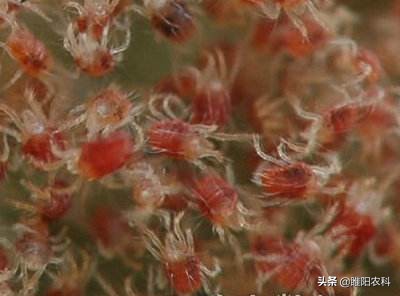 甲氨基阿维菌素对蚜虫效果,阿维菌素加虱螨脲杀蚜虫