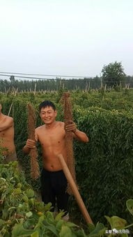 山药种植时怎么预防根腐病,山药种植怎样预防地下虫害
