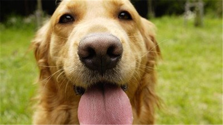 打狗针对身体以后有什么影响,打狗会有报应吗