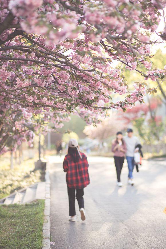 这所学院竟然诞生了中国第一头克隆牛,你敢想象吗?