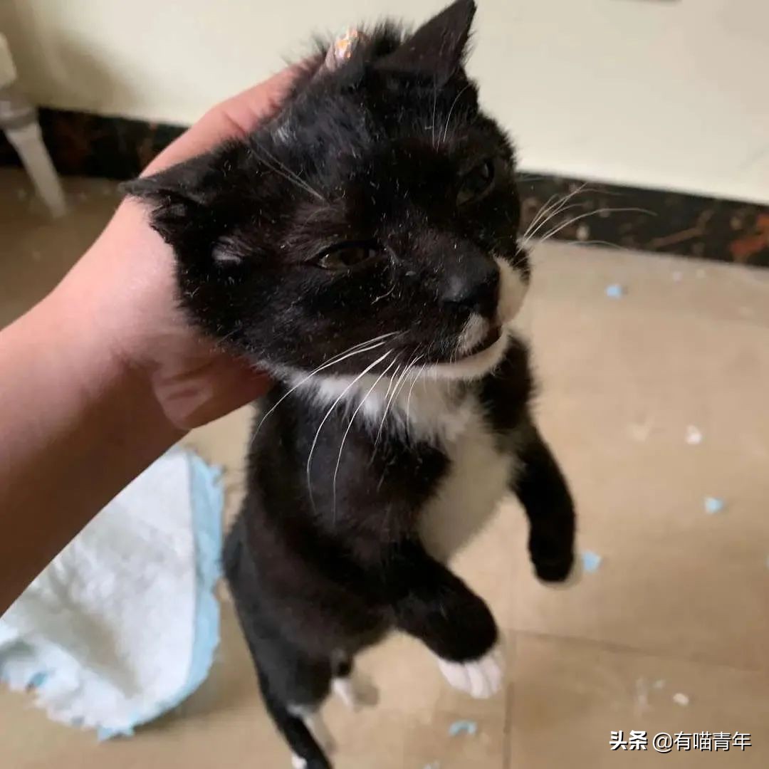 橘猫为什么是魔鬼,橘猫的恐怖之处