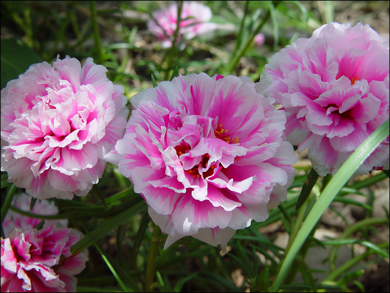 绿萝都养不活还能养什么花,好养活的懒人花绿萝