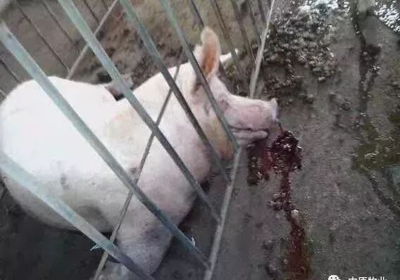 快看!非洲猪瘟终于找到有效的预防方案了,大户都是这样做的