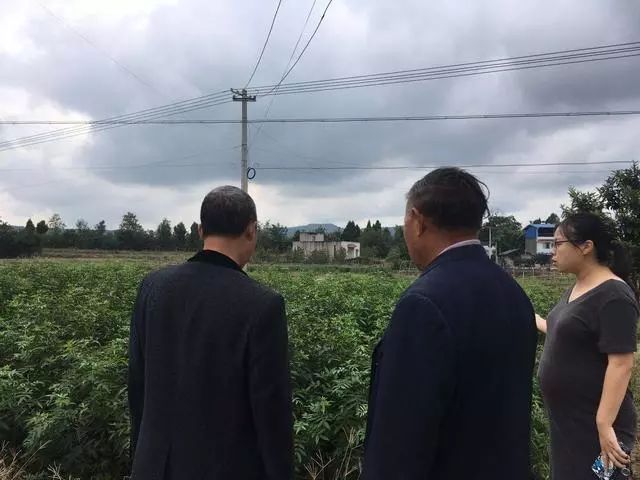 农业失败案例及解析,农业案例分析及解读