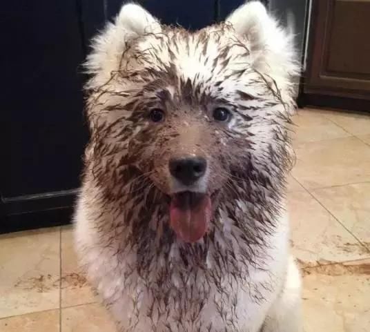 萨摩耶有体臭吗,萨摩耶犬体臭重吗