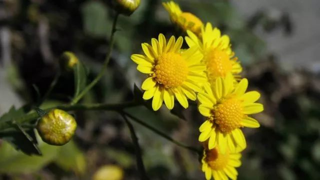 草木人间*我说的小*菊黄**,是好吃的菊花脑