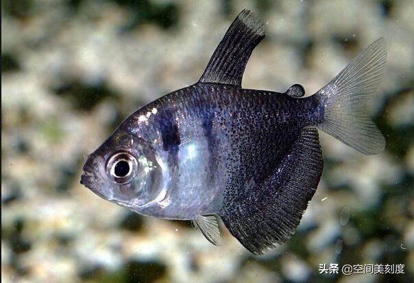 易养的热带观赏鱼有哪些,好养耐活的热带观赏鱼都有哪些