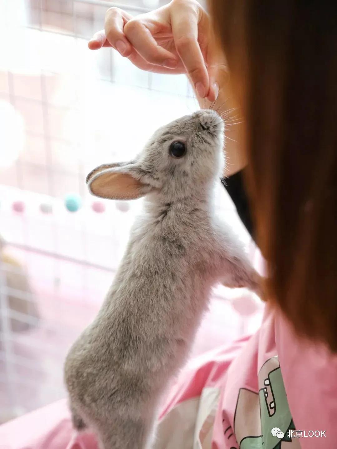 北京动物资源分布图,北京野生动物种类大全图片