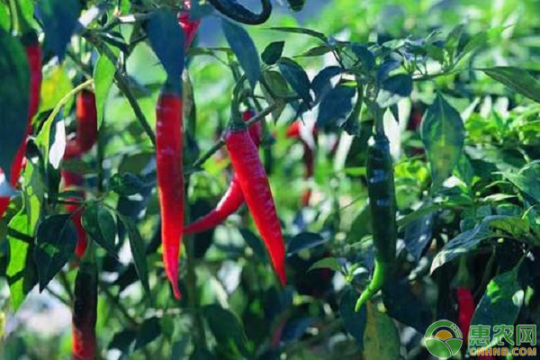 辣椒最新价格是多少钱一斤,辣椒的行情价格现在多少钱一斤