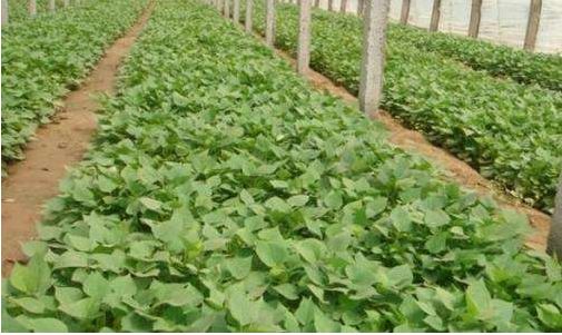 战疫助农滞销品突然销售火爆,战疫助农数据