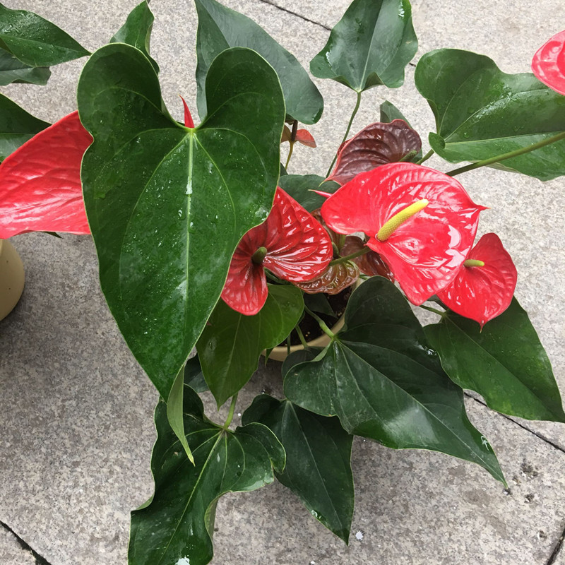 红掌花期怎么施肥,养红掌怎么样施肥才能长出红掌