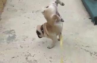 狗子绝育后的绝望,狗子绝育是不是就安稳了