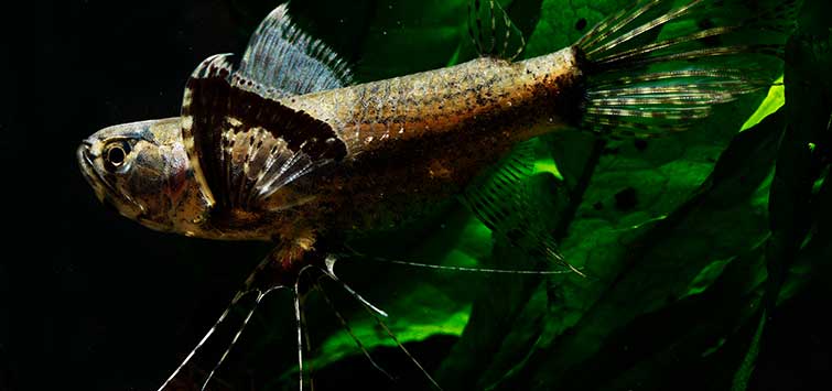 冷门高端观赏鱼有哪些鱼,比较好养的冷门观赏鱼小鱼