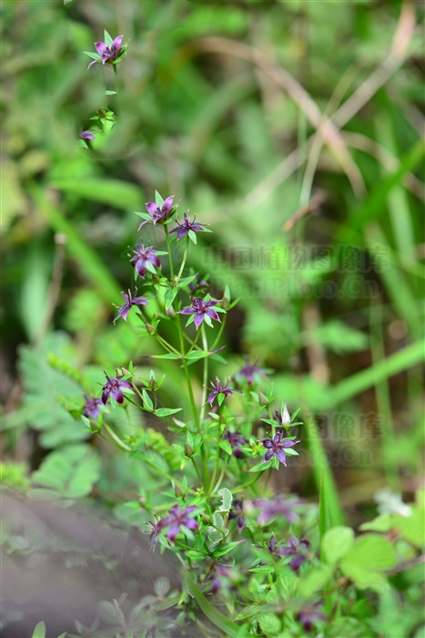 山飘儿草,见过吗?对耳鸣耳聋有一定疗效