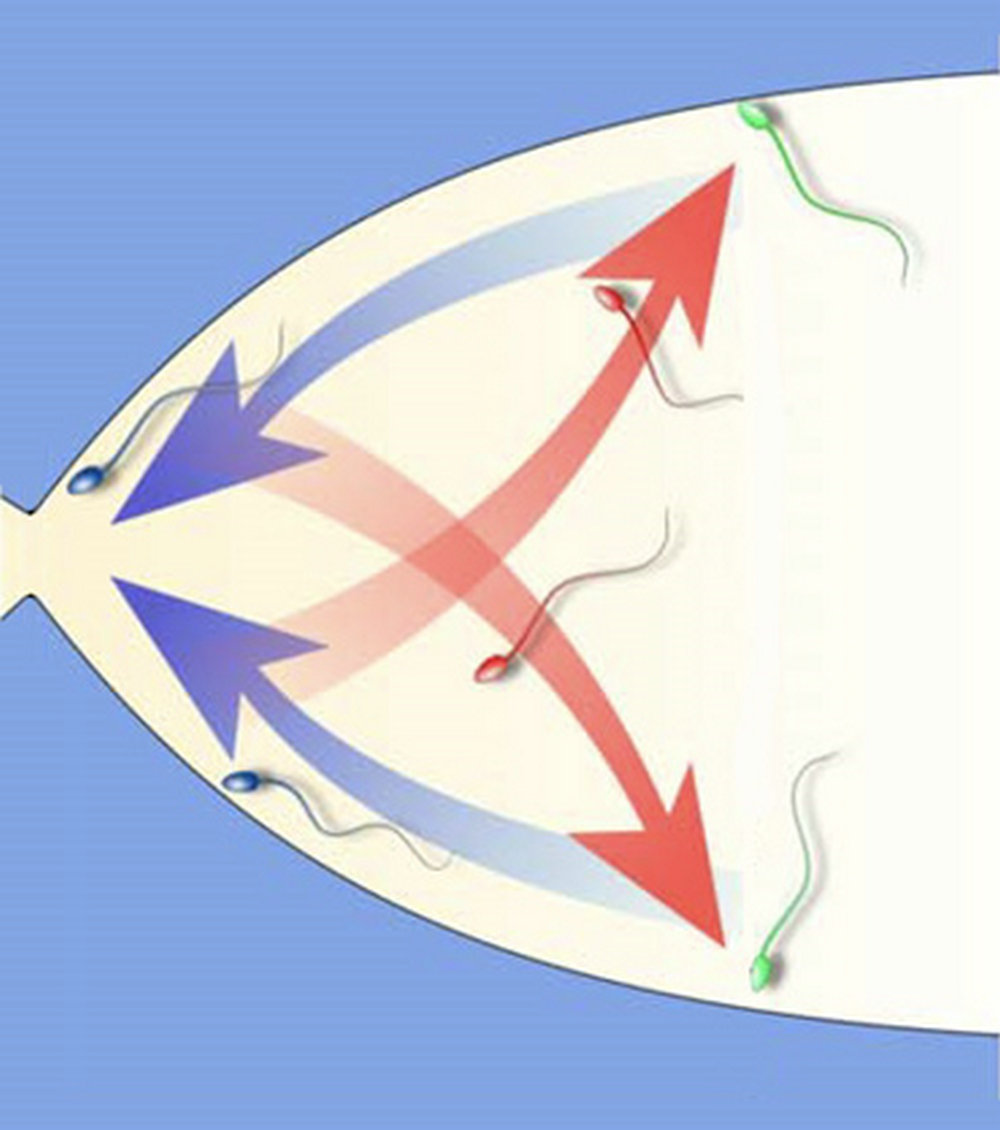 科学家研究精子运动过程，视频显示行动缓慢的毫不留情被淘汰了