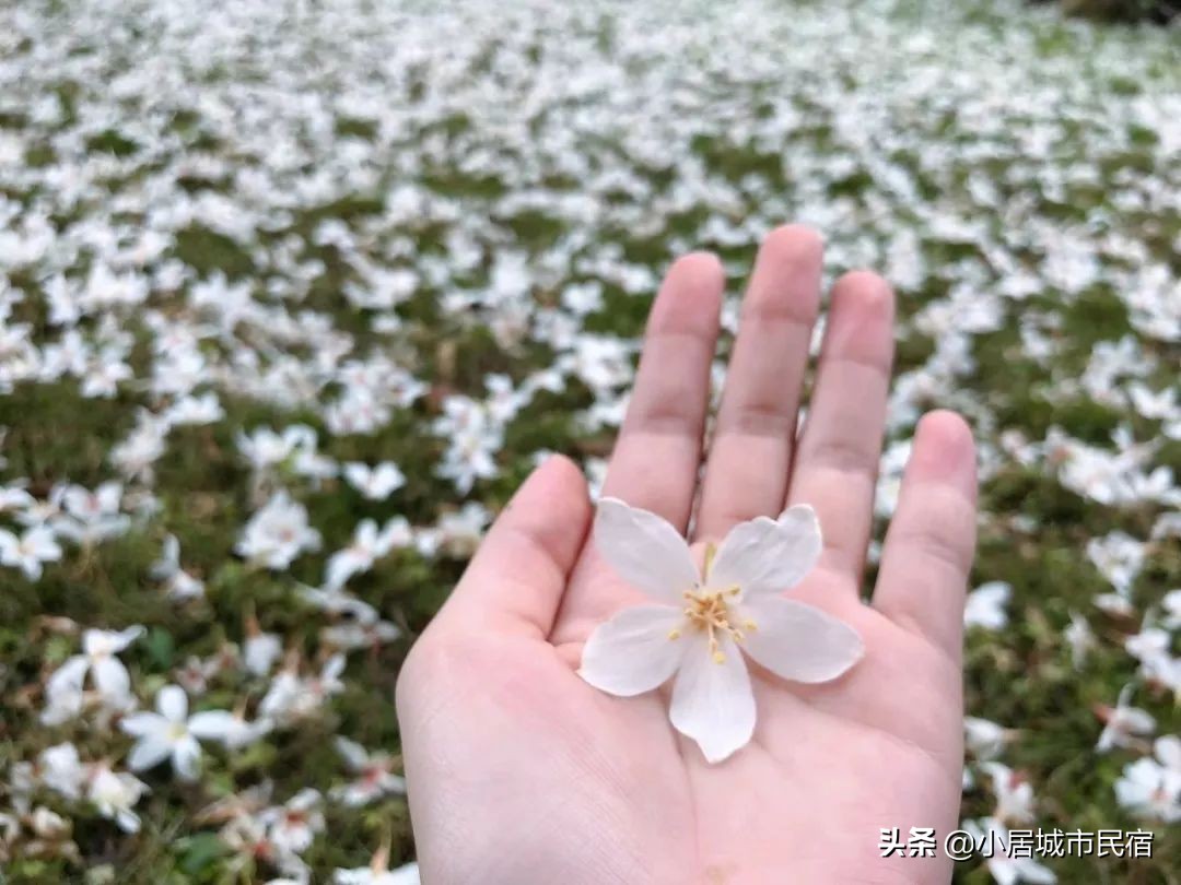 从化旅游景点大全樱花,从化樱花旅游景点