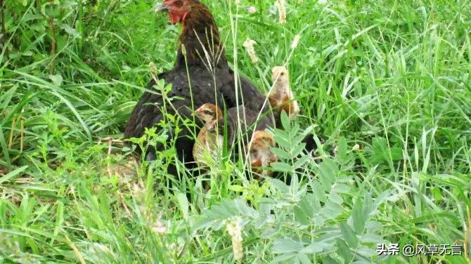 回归的日子伊犁之骑行