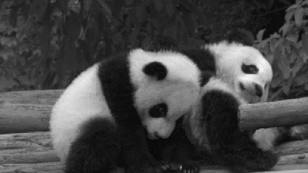 撒贝宁的媳妇英文,龙凤胎英语对话