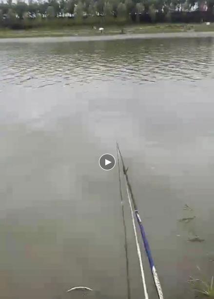 野钓4到6斤鲤鱼钩子选择,钓鲤鱼五斤左右鱼用几号新关东钩