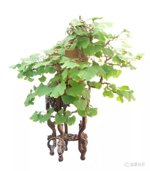 文人银杏树盆景造型参考图,银杏巨型老桩盆景