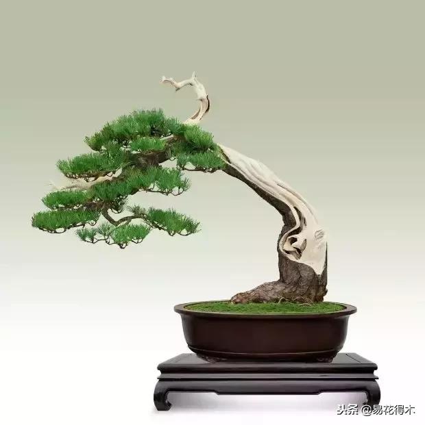 鬼斧神工的侧柏盆景图,鬼斧神工盆景效果图