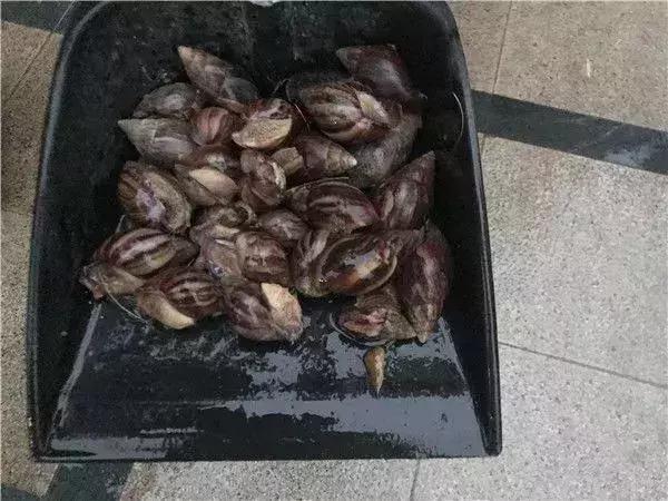 蜗牛的结核病会传染给人吗,雨后大蜗牛携带传染病