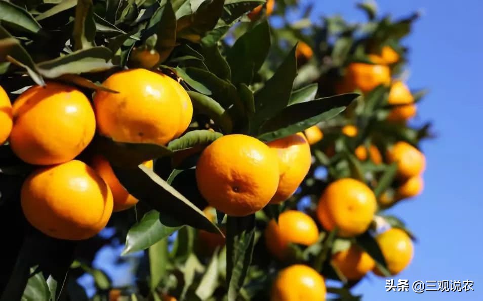 植物生长调节剂催熟,有催熟作用的植物生长调节剂
