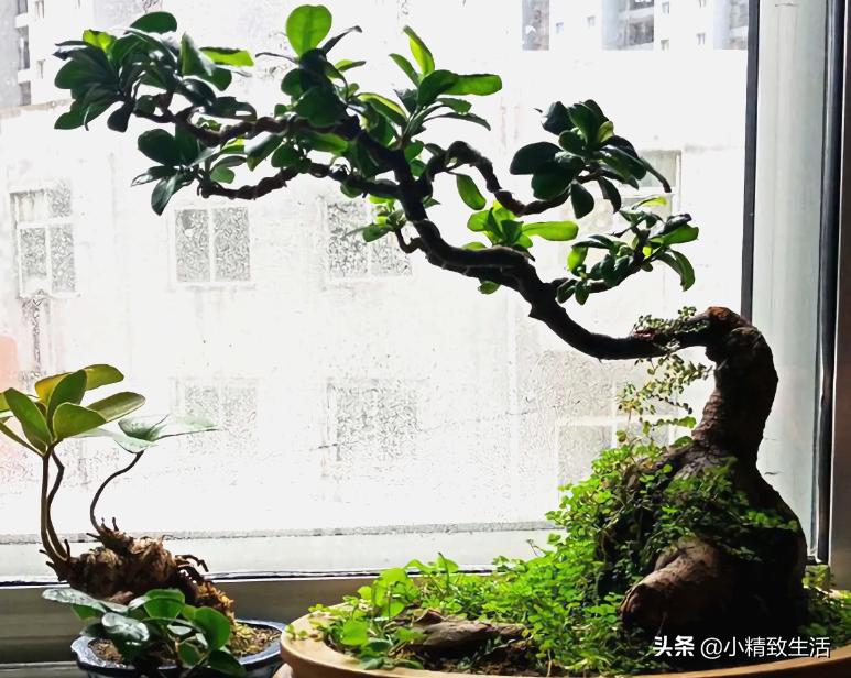 参榕是怎么养成的,养人参榕树用什么土