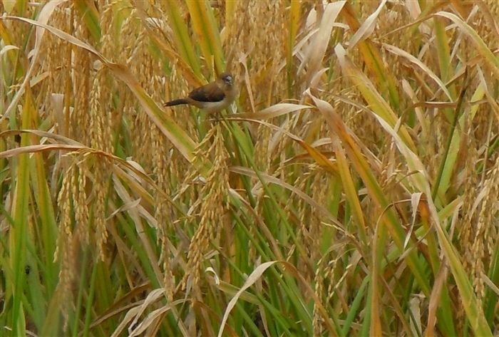 田间麻雀多怎么办,秋收时麻雀太多怎么办