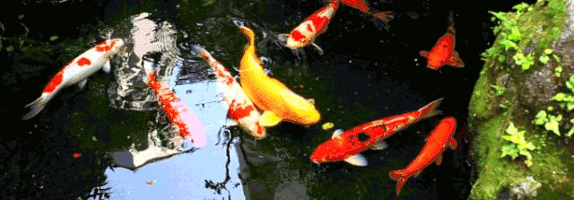 最好养的观赏鱼寓意好的,具观赏性又吉祥的观赏鱼