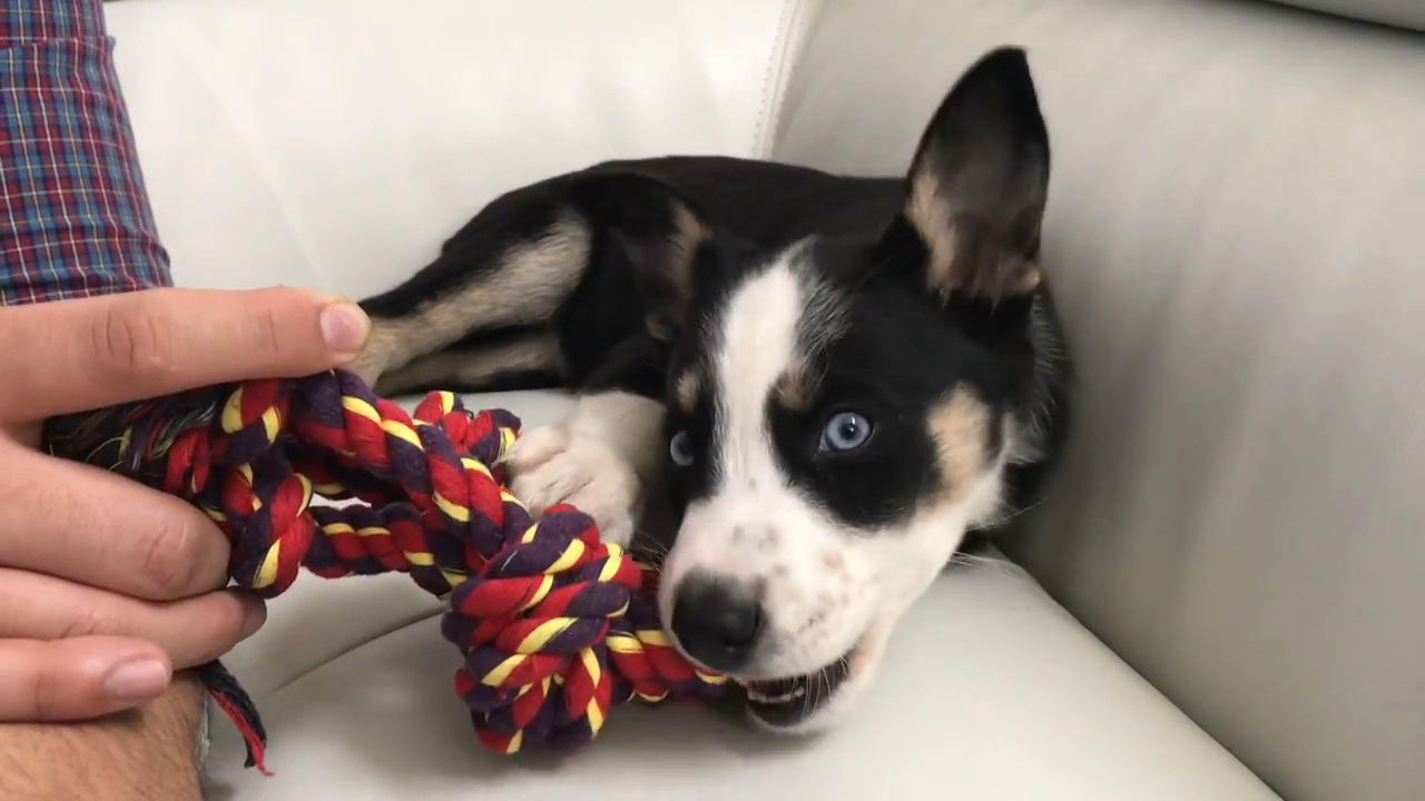 这些哈士奇都不是“纯种”的，但是比纯种二哈更有笑点