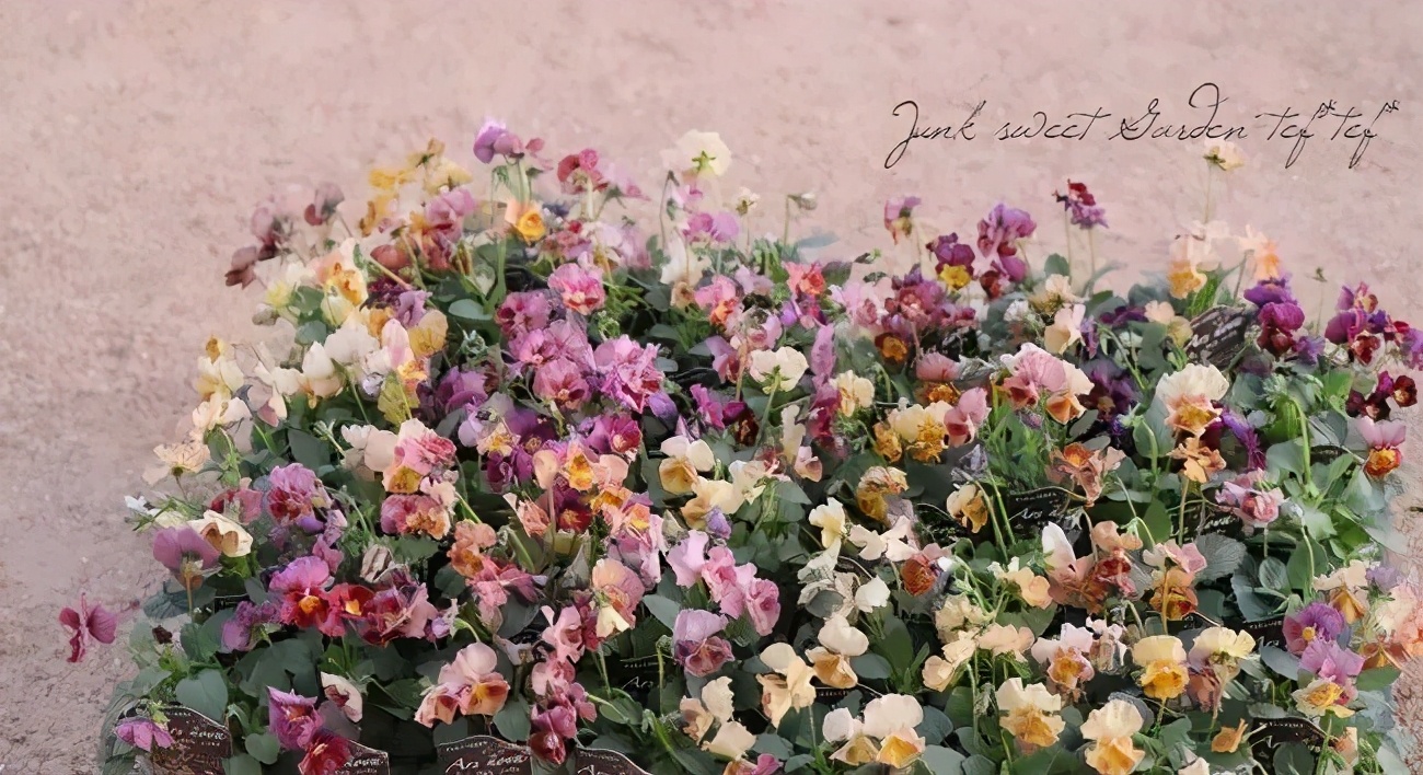 角堇和皱边角堇哪个花大,皱边角堇和穗边角堇的区别