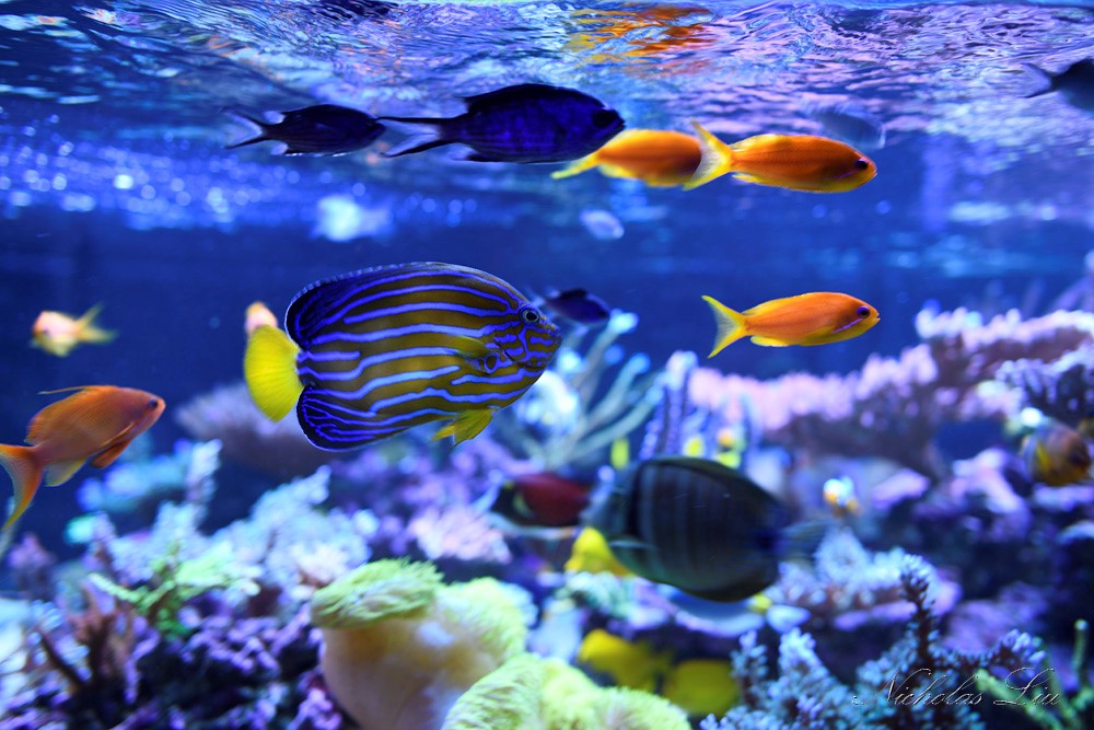 经典海水礁岩生态缸分享，180×120×60厘米三面观赏海缸