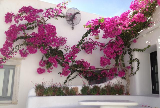 6种花旺财又养人,6种花养人又镇宅