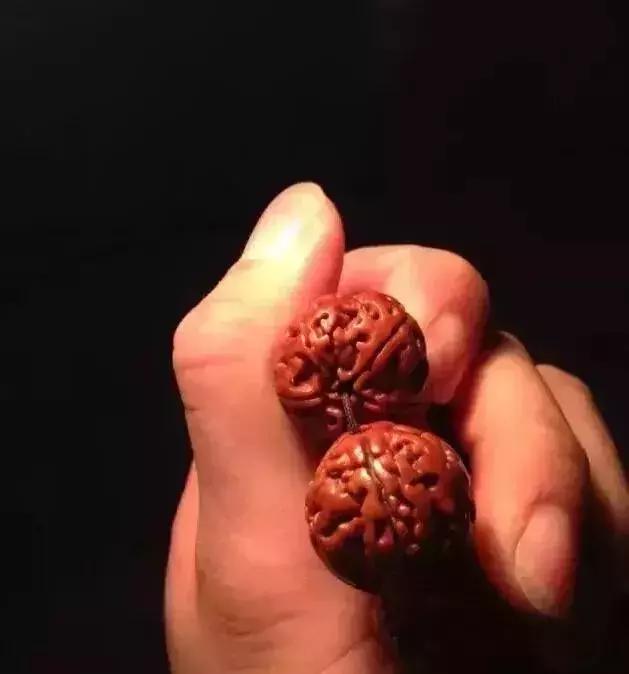 手串有白色小虫子,手串长虫子是什么原理